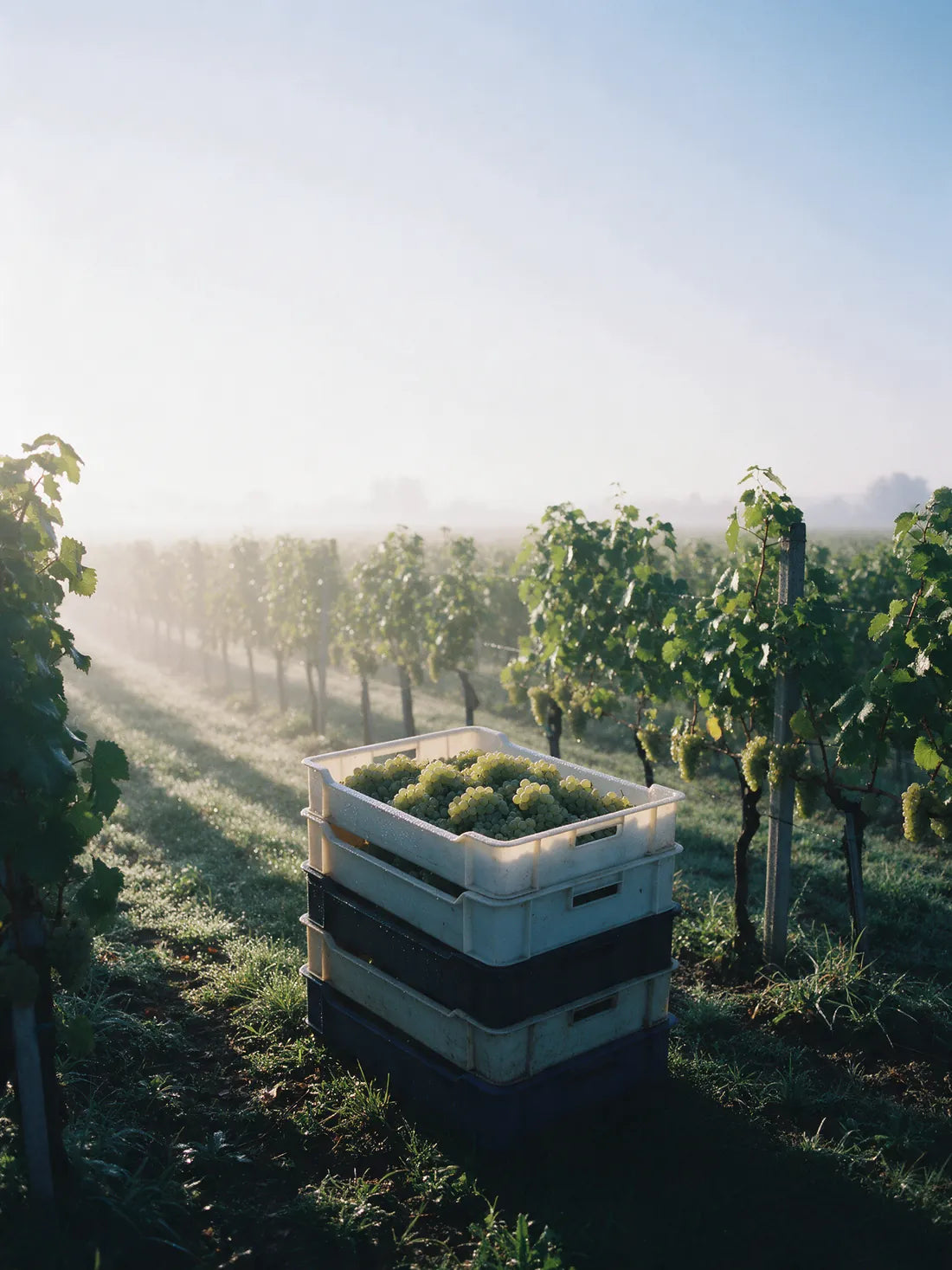 Harvest crates of pale green grapes between vine rows in the early morning