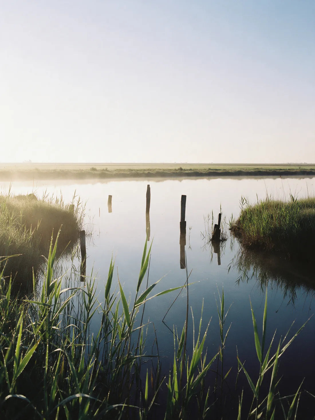 Still lagoon water at dawn with reeds and old wooden posts, flat land on the horizon